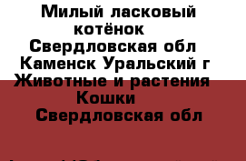 Милый ласковый котёнок  - Свердловская обл., Каменск-Уральский г. Животные и растения » Кошки   . Свердловская обл.